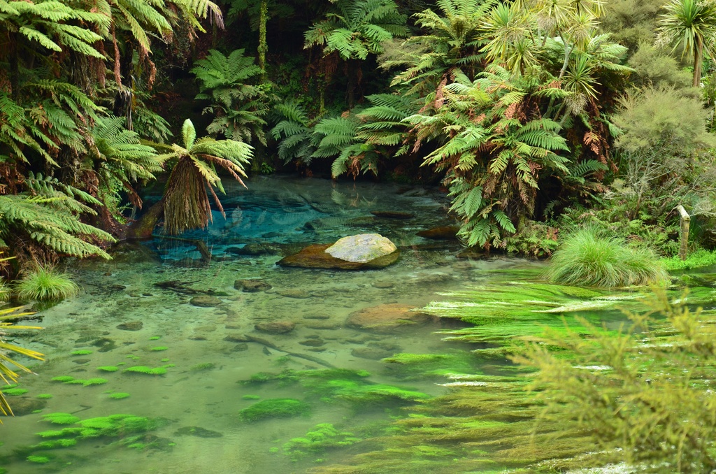 2017-03 New Zealand/Blue Spring/DSC_0035.JPG